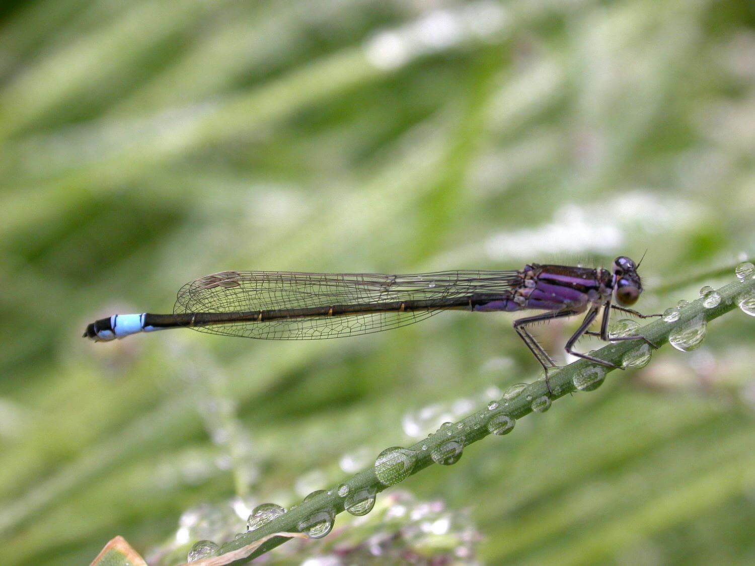 Female Blue-tailed Damselfly by David Kitching